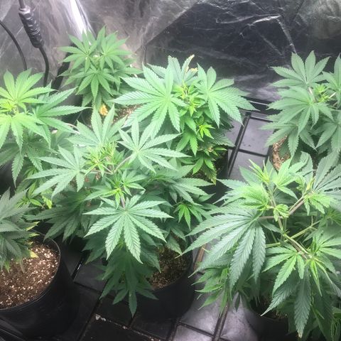 Critical +2 growlog timeline photo
