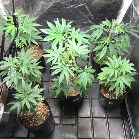 Critical +2 growlog photo: Poda de bajos y Defoliación 