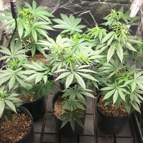 Critical +2 growlog timeline photo