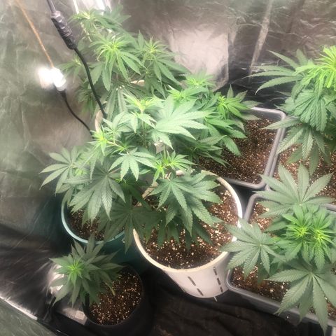 Critical +2 growlog photo: Transplante 