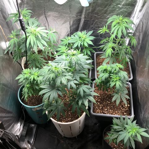 Critical +2 growlog timeline photo
