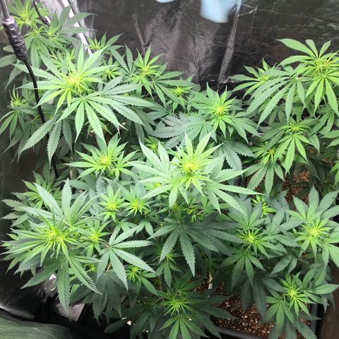 Critical +2 growlog timeline photo
