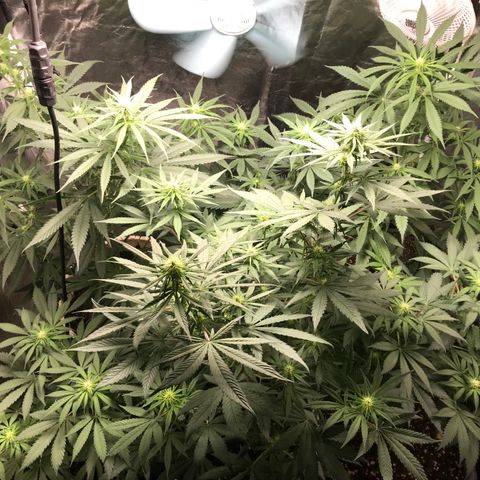 Critical +2 growlog timeline photo