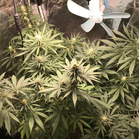 Critical +2 growlog timeline photo