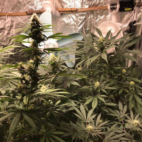 Critical +2 growlog timeline photo