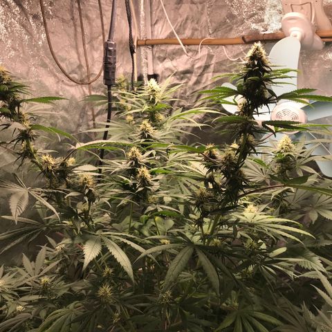 Critical +2 growlog timeline photo