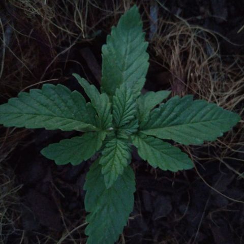 Skunk 1 bfn growlog timeline photo
