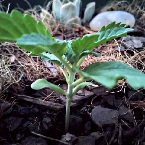 Skunk 1 bfn growlog timeline photo