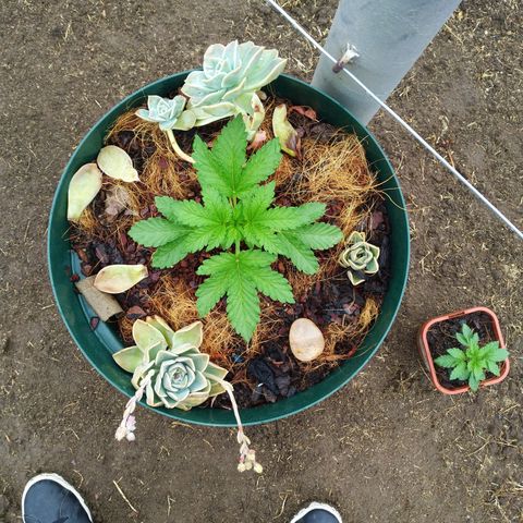 Skunk 1 bfn growlog timeline photo