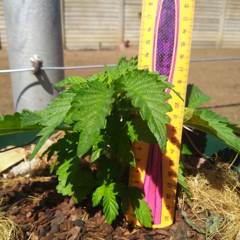 Skunk 1 bfn growlog timeline photo