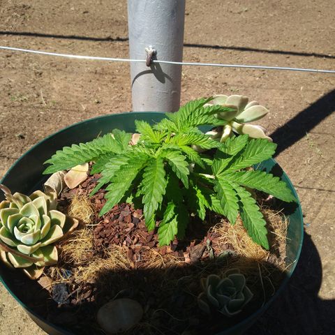Skunk 1 bfn growlog timeline photo