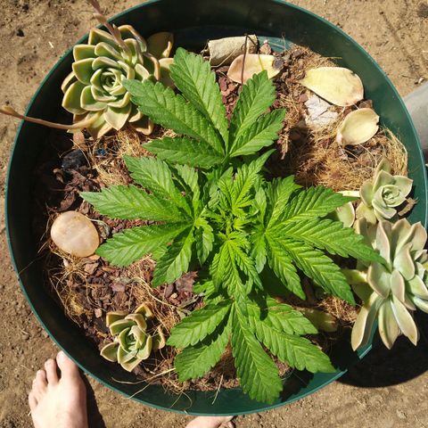 Skunk 1 bfn growlog timeline photo