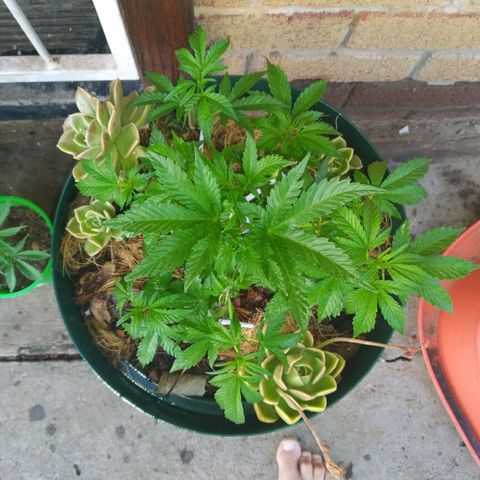 Skunk 1 bfn growlog timeline photo