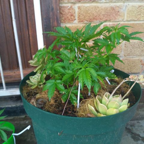 Skunk 1 bfn growlog timeline photo