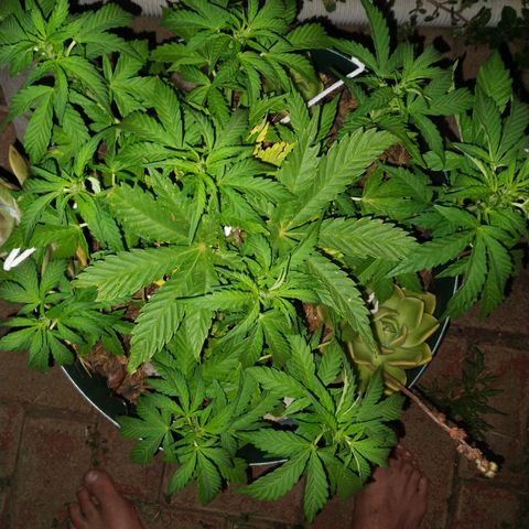 Skunk 1 bfn growlog timeline photo