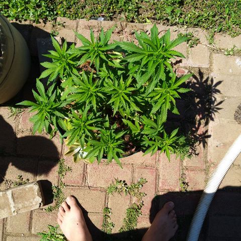 Skunk 1 bfn growlog timeline photo