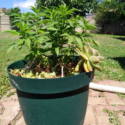 Skunk 1 bfn growlog timeline photo