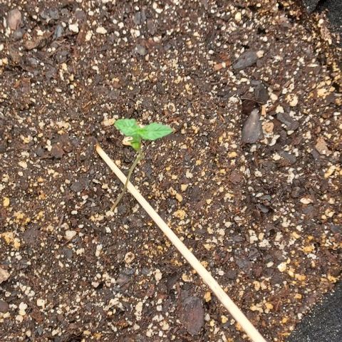 Auto Mango Sherbert growlog timeline photo