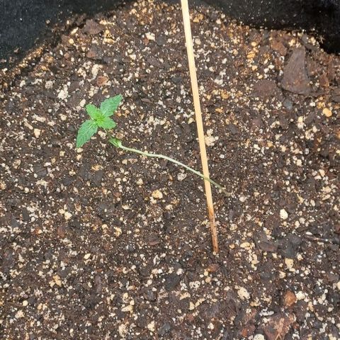 Auto Mango Sherbert growlog timeline photo