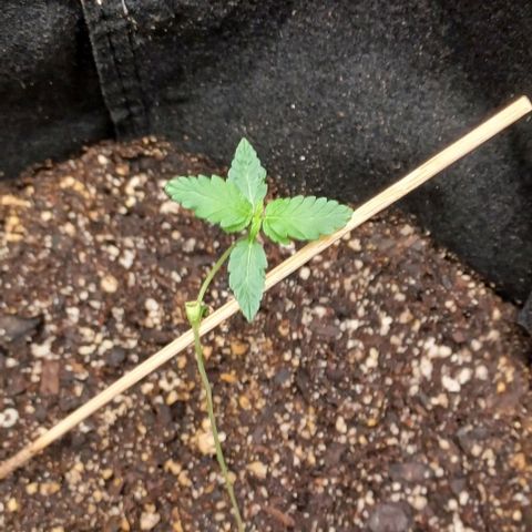 Auto Mango Sherbert growlog timeline photo