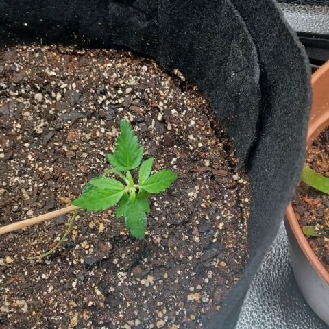 Auto Mango Sherbert growlog timeline photo