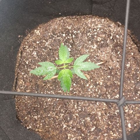 Auto Mango Sherbert growlog timeline photo