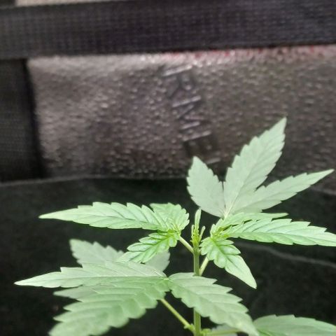 Auto Mango Sherbert growlog timeline photo