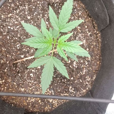 Auto Mango Sherbert growlog timeline photo