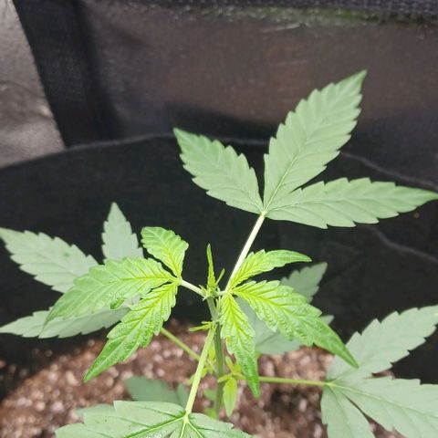 Auto Mango Sherbert growlog timeline photo