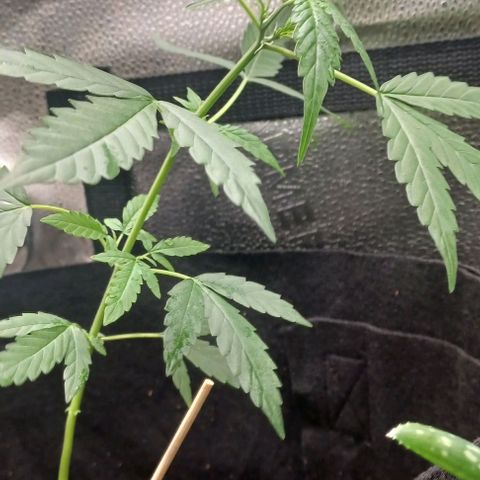Auto Mango Sherbert growlog timeline photo