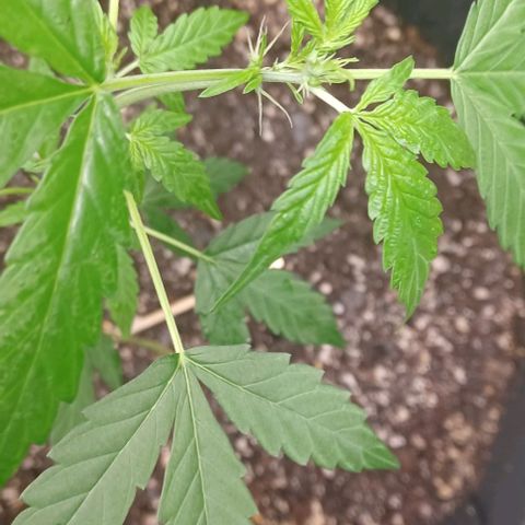 Auto Mango Sherbert growlog timeline photo