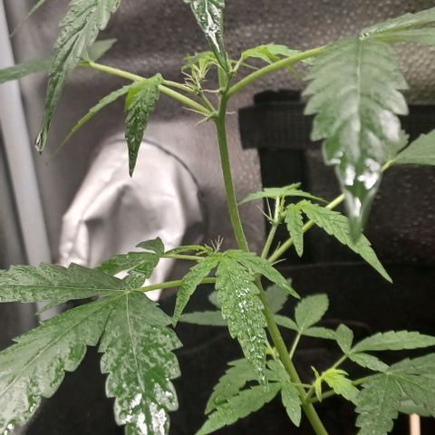 Auto Mango Sherbert growlog timeline photo