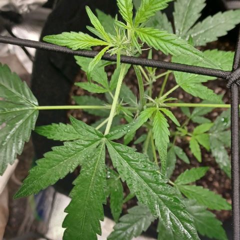 Auto Mango Sherbert growlog timeline photo
