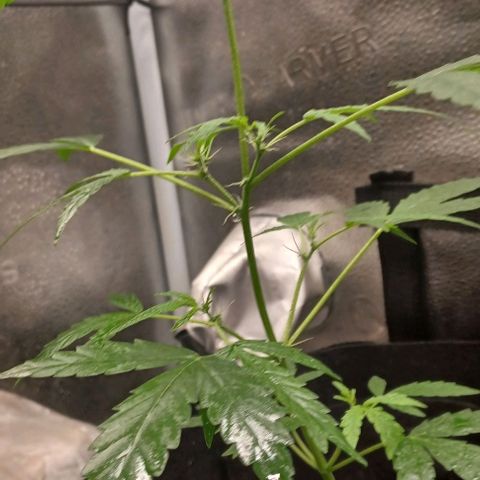 Auto Mango Sherbert growlog timeline photo