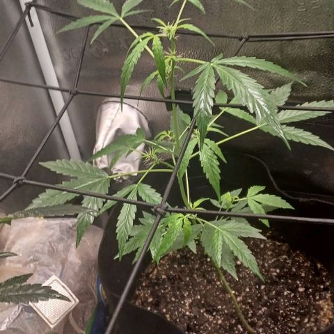 Auto Mango Sherbert growlog timeline photo