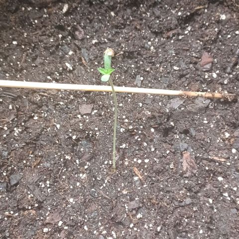 Jelly Donutz growlog timeline photo