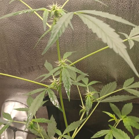 Auto Mango Sherbert growlog timeline photo