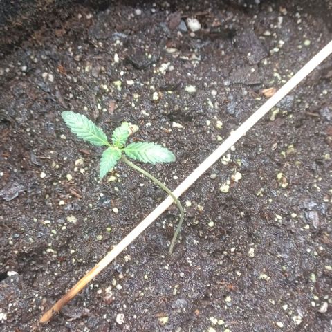 Jelly Donutz growlog timeline photo