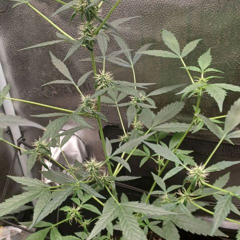 Auto Mango Sherbert growlog timeline photo