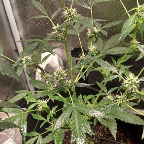 Auto Mango Sherbert growlog timeline photo