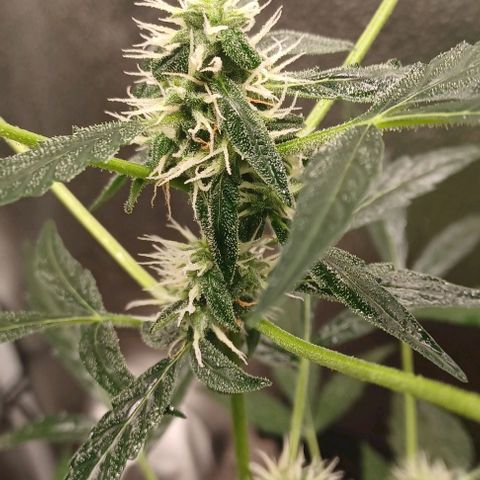 Auto Mango Sherbert growlog timeline photo