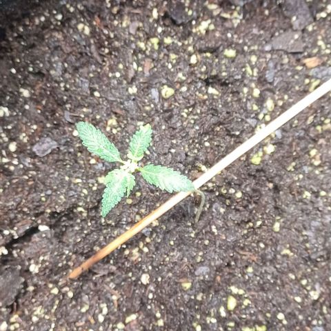 Jelly Donutz growlog timeline photo