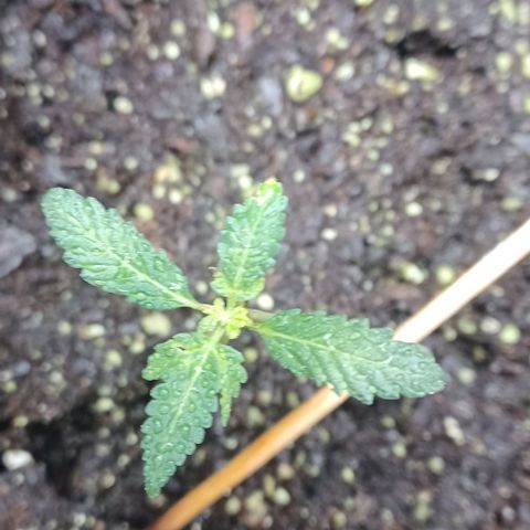 Jelly Donutz growlog timeline photo