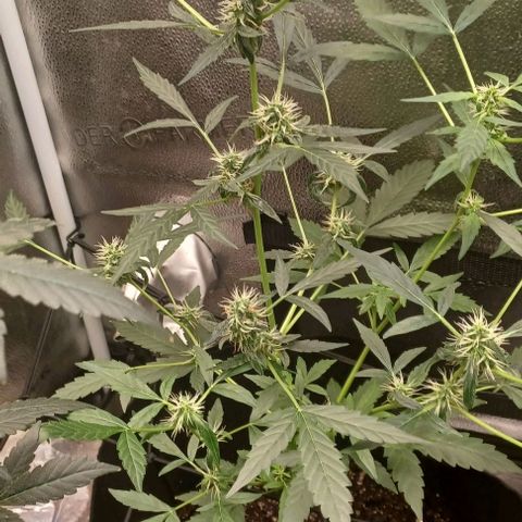 Auto Mango Sherbert growlog timeline photo
