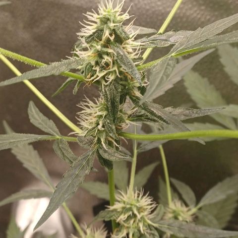 Auto Mango Sherbert growlog timeline photo