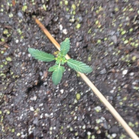 Jelly Donutz growlog timeline photo