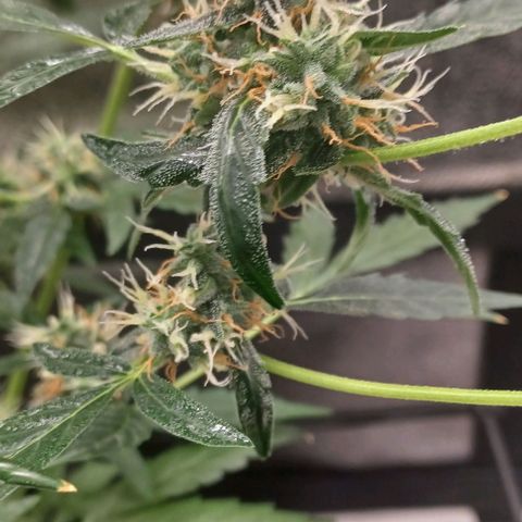 Auto Mango Sherbert growlog timeline photo