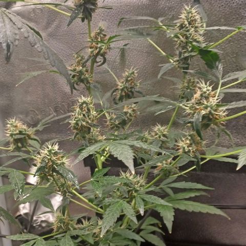Auto Mango Sherbert growlog timeline photo