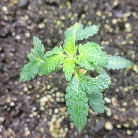 Jelly Donutz growlog timeline photo