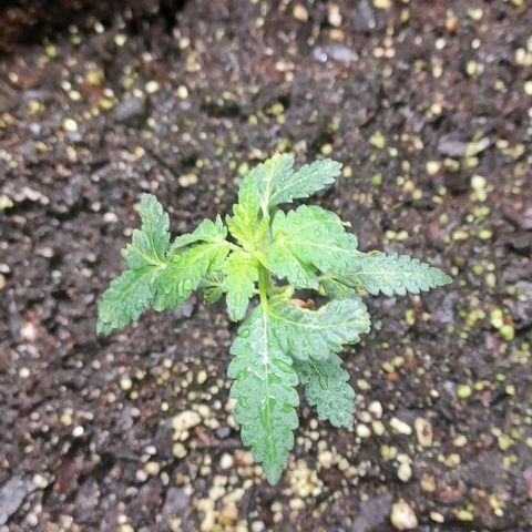 Jelly Donutz growlog timeline photo